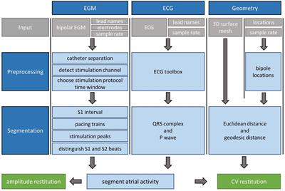 CVAR-Seg: An Automated Signal Segmentation Pipeline for Conduction Velocity and Amplitude Restitution